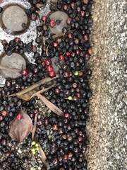 Ilex rotunda microcarpa