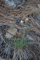 Frasera albicaulis nitida