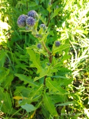 Cirsium arvense