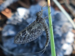 Callibaetis ferrugineus hageni