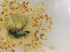 Clanoptilus marginellus