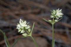 Frasera albicaulis nitida