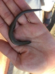 Plestiodon parvulus