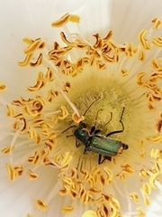 Clanoptilus marginellus