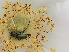 Clanoptilus marginellus