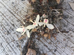 Carlowrightia arizonica