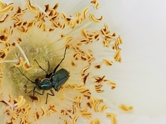 Clanoptilus marginellus