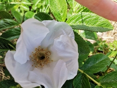 Clanoptilus marginellus