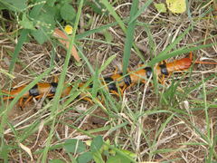 Scolopendra hardwickei