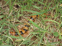 Scolopendra hardwickei