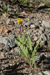 Balsamorhiza sericea