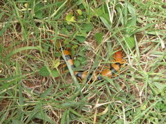 Scolopendra hardwickei