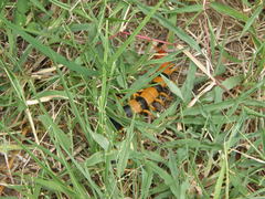 Scolopendra hardwickei