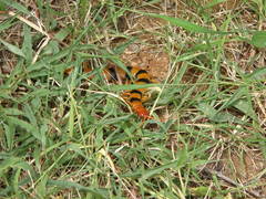 Scolopendra hardwickei