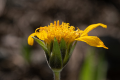 Balsamorhiza sericea