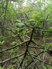 Pereskiopsis kellermanii