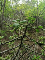 Pereskiopsis kellermanii