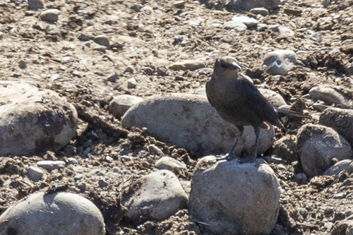 iNaturalist observation photo of Brewer's Blackbird