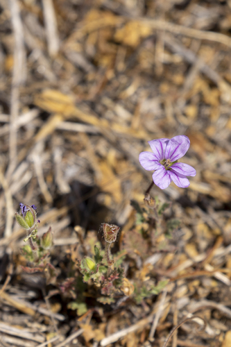 iNaturalist observation photo of Mediterranean Stork's-bill