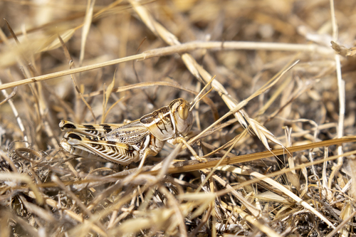 iNaturalist observation photo of Valley Grasshopper