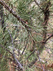 Arceuthobium americanum