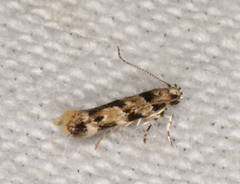Barea dryocoetes