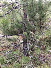 Arceuthobium americanum