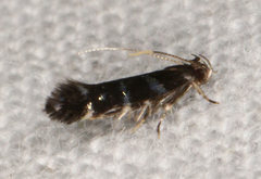 Stagmatophora argyrostrepta