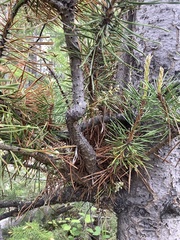 Arceuthobium americanum