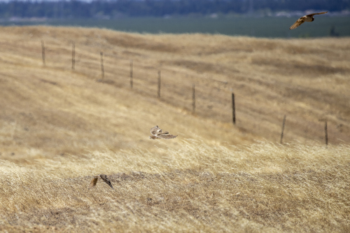 iNaturalist observation photo of Burrowing Owl