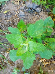 Chenopodium album
