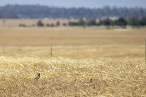 iNaturalist observation photo of Burrowing Owl