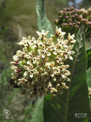 Asclepias notha
