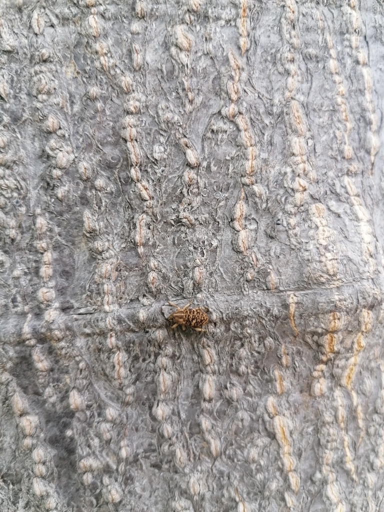 Colecerus variegatus