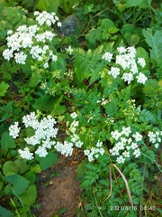 Anthriscus sylvestris