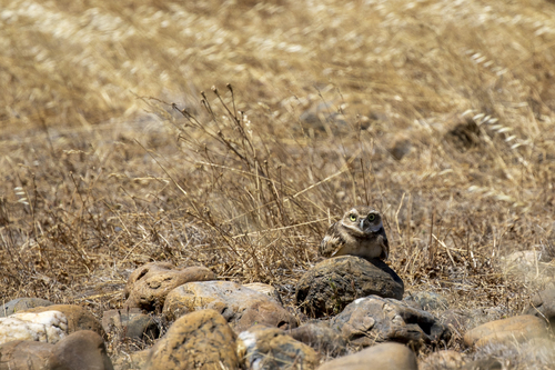 iNaturalist observation photo of Burrowing Owl
