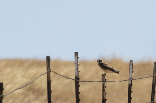 iNaturalist observation photo of American Kestrel