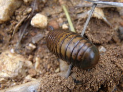 Arthrosphaera versicolor