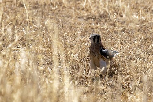 iNaturalist observation photo of American Kestrel