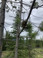 Arceuthobium americanum