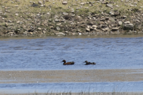 iNaturalist observation photo of Cinnamon Teal