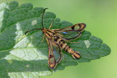 Chamaesphecia empiformis