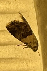 Cobubatha lixiva