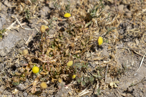 iNaturalist observation photo of Brass Buttons