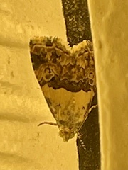 Cobubatha lixiva