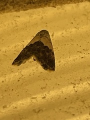 Cobubatha lixiva