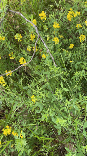 Lathyrus pratensis iNat (2)