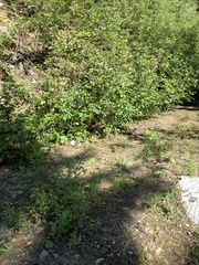 Canachites canadensis