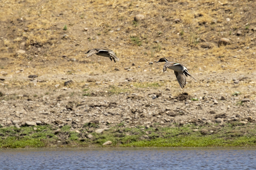 iNaturalist observation photo of Northern Pintail