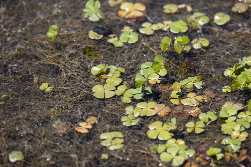 iNaturalist observation photo of water clover